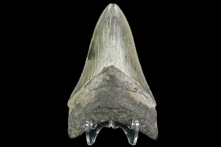 Serrated, Fossil Megalodon Tooth - Georgia #108863